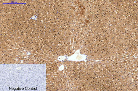 Mouse anti-Hydroxyacid Oxidase 1 Monoclonal Antibody(4B4)