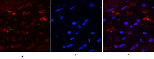 Mouse anti-Hydroxyacid Oxidase 1 Monoclonal Antibody(4B4)