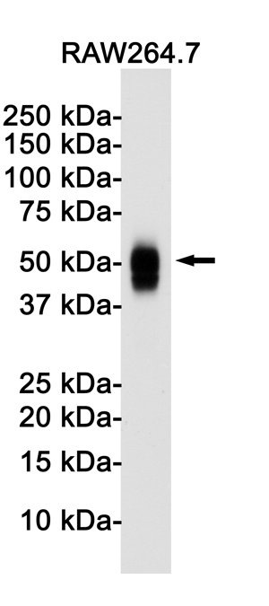 Rabbit anti-CD63 Monoclonal Antibody(4G3)