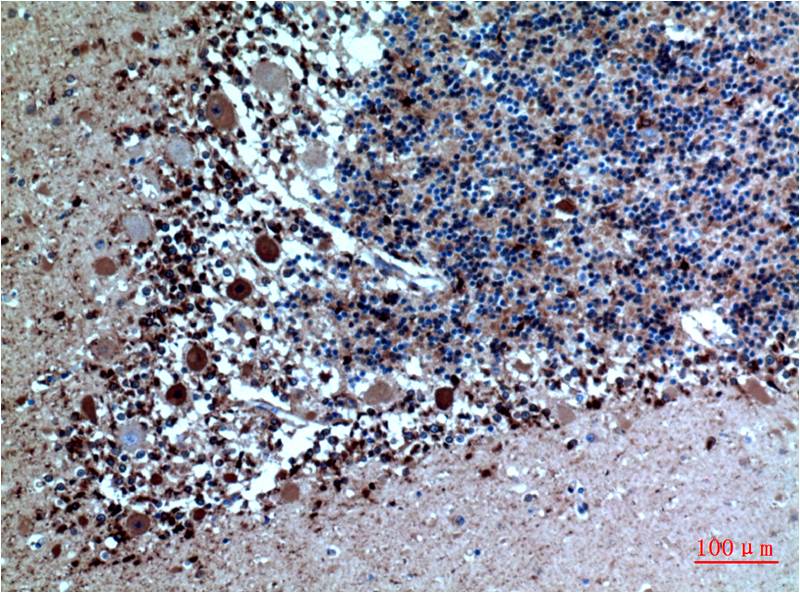 Mouse anti-Cystatin C Monoclonal Antibody(6A4)