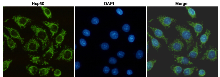 Mouse anti-Hsp60 Monoclonal Antibody(6C8)