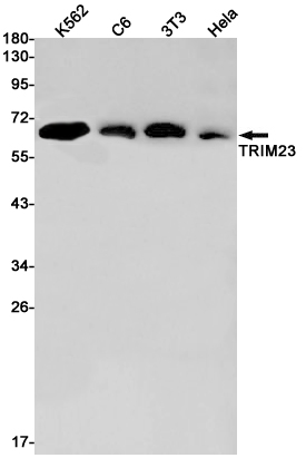 Rabbit anti-TRIM23 Monoclonal Antibody(4K7)