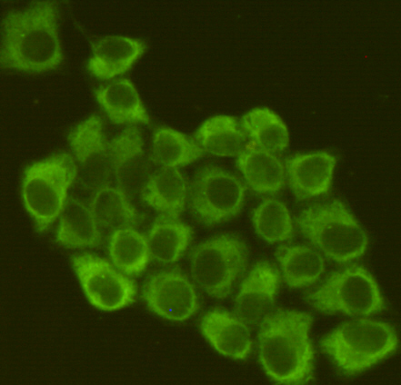 Mouse anti-eIF2A Monoclonal Antibody(2E4F5)