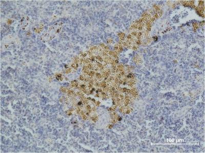 Mouse anti-Cleaved-Caspase8 Monoclonal Antibody(4C2)