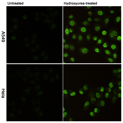 Mouse anti-Phospho-Histone H2A.X(Ser139)(2A9) Monoclonal Antibody(2A9)