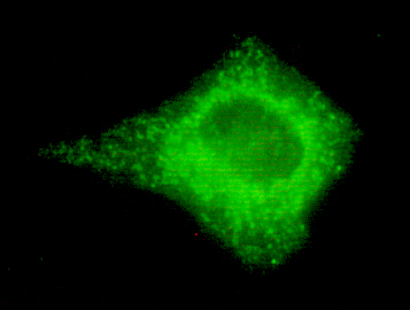 Mouse anti-COX IV Monoclonal Antibody(4D11)