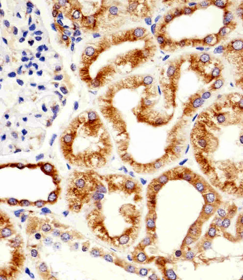 Mouse anti-TBB5 Monoclonal Antibody(87CT59.3.7)