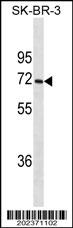Mouse anti-CYP1A2 Monoclonal Antibody(499CT13.2.2)