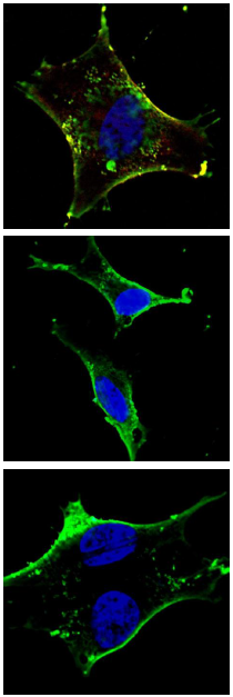 Mouse anti-KIT Monoclonal Antibody(566CT8.5.4)