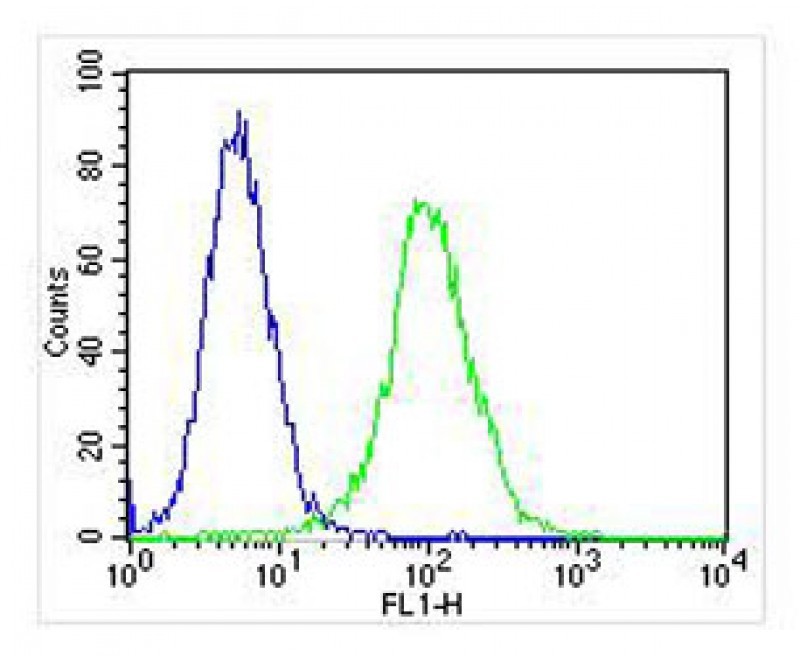 Mouse anti-PPP2R1B Monoclonal Antibody(1496CT356.164.25.226)
