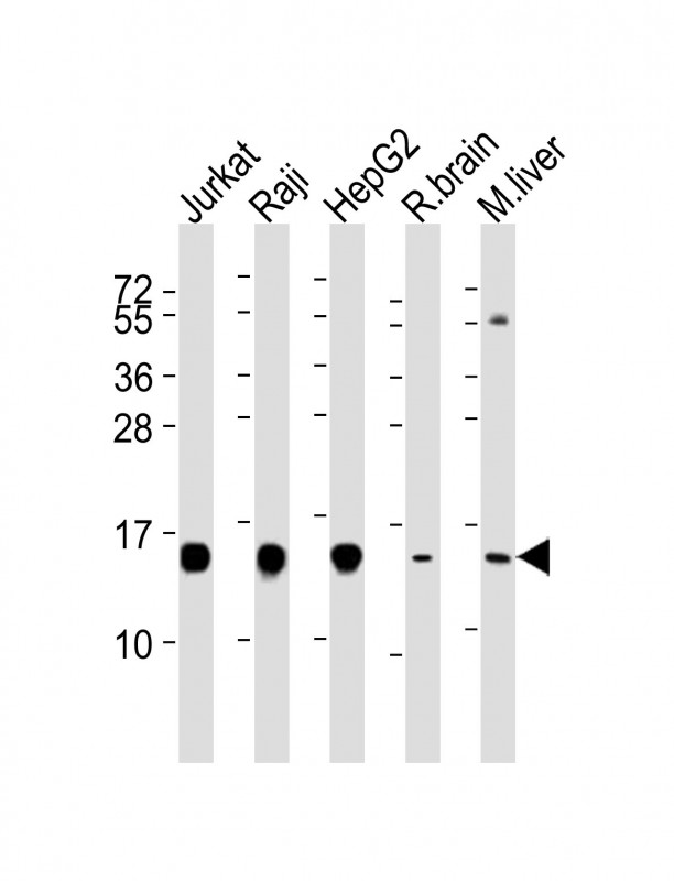 Mouse anti-HINT1 Monoclonal Antibody(1500CT836.13.93)