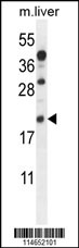Rabbit anti-AIF1 Polyclonal Antibody(N-term)