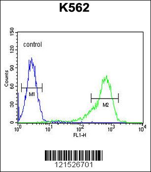 Rabbit anti-IGF2BP1 Polyclonal Antibody(C-term)