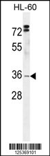 Rabbit anti-DC12 Polyclonal Antibody(C-term)