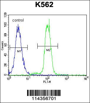 Rabbit anti-KLF4 Polyclonal Antibody(C-term)