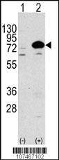 Rabbit anti-ATG7 Polyclonal Antibody(N-term)