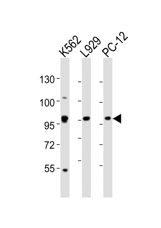 Rabbit anti-STAT5A Polyclonal Antibody(C-term)