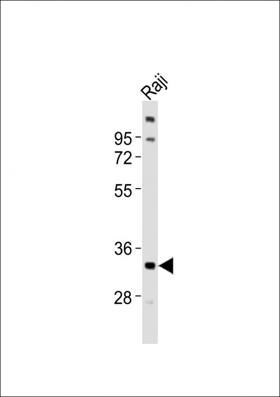 Rabbit anti-TNFRSF14 Polyclonal Antibody(C-term)