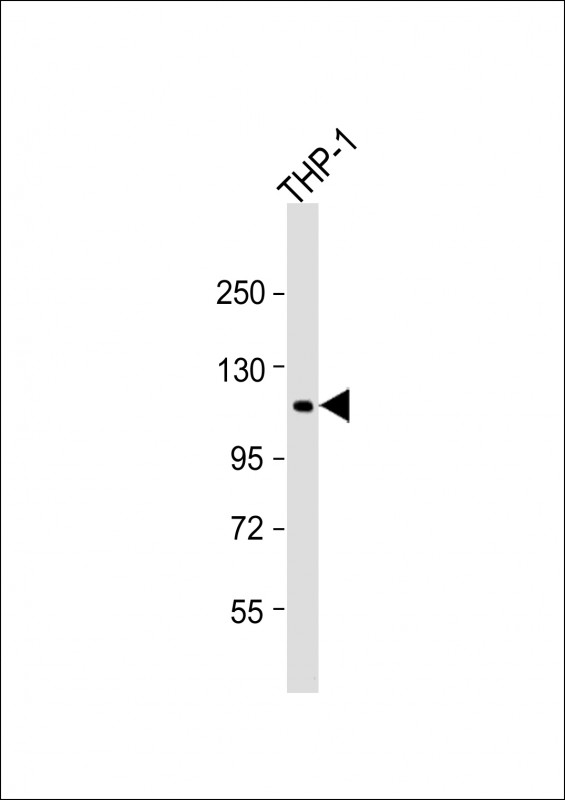 Rabbit anti-PTPN12 Polyclonal Antibody(C-Term)