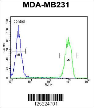 Rabbit anti-CJ119 Polyclonal Antibody(N-term)
