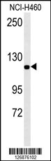 Rabbit anti-IPO7 Polyclonal Antibody(N-term)