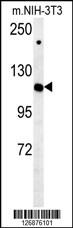 Rabbit anti-IPO7 Polyclonal Antibody(N-term)