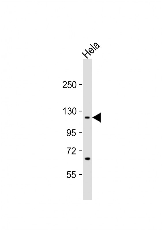 Rabbit anti-IPO7 Polyclonal Antibody(N-term)