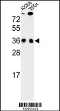 Rabbit anti-SFRS1 Polyclonal Antibody(N-term)