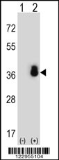 Rabbit anti-SFRS1 Polyclonal Antibody(N-term)