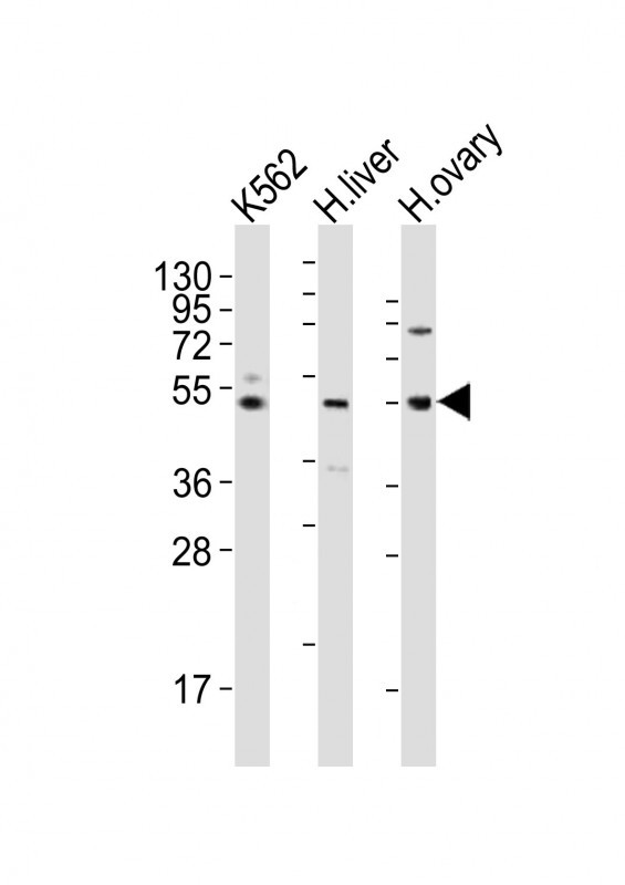 Rabbit anti-LAG3 Polyclonal Antibody(Center)
