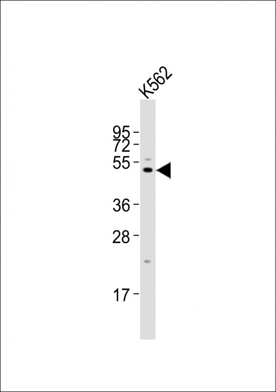 Rabbit anti-LAG3 Polyclonal Antibody(Center)