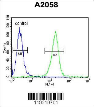 Rabbit anti-MOBKL1B Polyclonal Antibody(C-term)