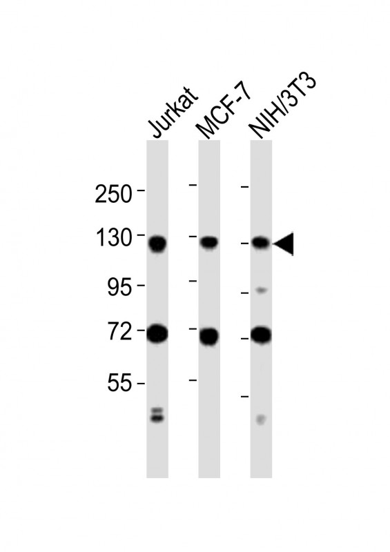 Rabbit anti-MCM2 Polyclonal Antibody(C-term)