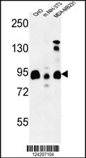 Rabbit anti-SGIP1 Polyclonal Antibody(N-term)