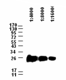 Mouse anti-V5(HRP) Monoclonal Antibody