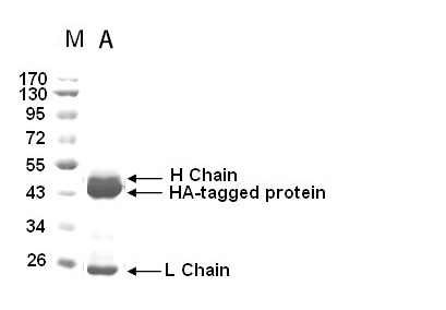 Mouse anti-HA Affinity Gel Monoclonal Antibody
