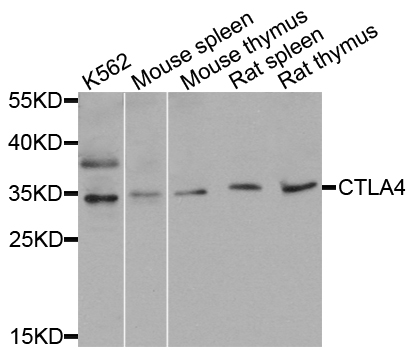 Rabbit anti-CTLA4 Polyclonal Antibody