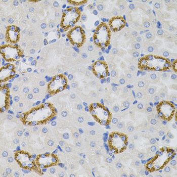 Rabbit anti-σR1 Polyclonal Antibody