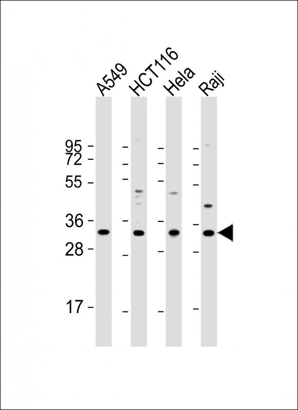 Rabbit anti-CD274 Polyclonal Antibody(C-term)