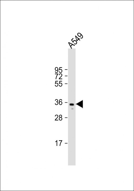 Rabbit anti-CD274 Polyclonal Antibody(C-term)
