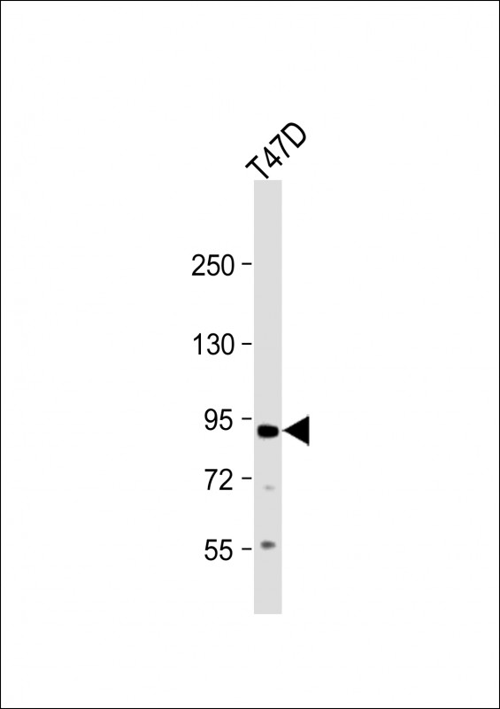 Rabbit anti-APP Polyclonal Antibody(C-term D672)