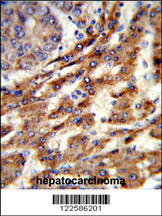 Rabbit anti-ERGIC3 Polyclonal Antibody(N-term)