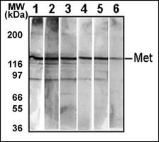 Mouse anti-Bi-Phospho-MET/HGFR(Y1234/Y1235) Monoclonal Antibody