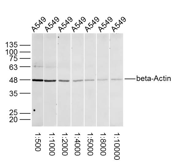 Rabbit anti-β-Actin Polyclonal Antibody