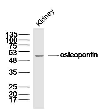 Rabbit anti-Osteopontin Polyclonal Antibody