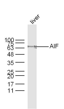 Rabbit anti-AIF Polyclonal Antibody