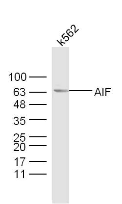 Rabbit anti-AIF Polyclonal Antibody