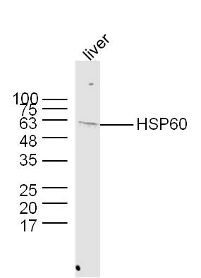 Rabbit anti-HSP60 Polyclonal Antibody