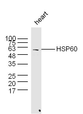Rabbit anti-HSP60 Polyclonal Antibody