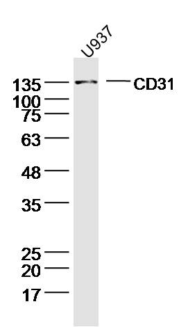 Rabbit anti-CD31 Polyclonal Antibody